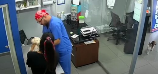 cat attacks vet help dog