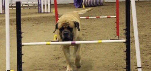 dog mastiff competing agility