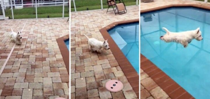 dog new pool