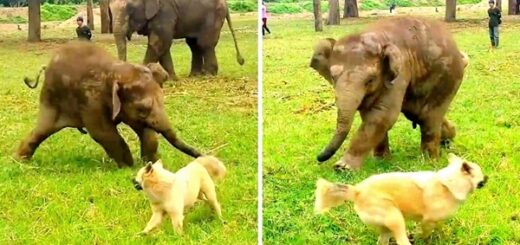 elephant tantrum dog