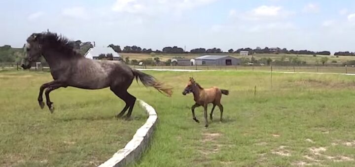 Mama horse teaches baby jump wall