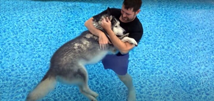 Man paralyzed husky pool therapy