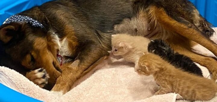 dog adopts kittens