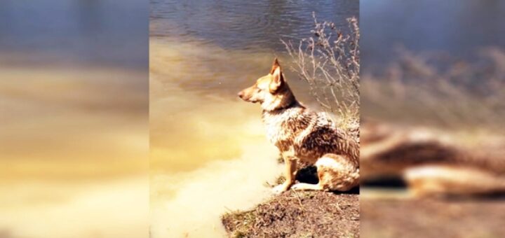 dog german shepherd tantrum swim