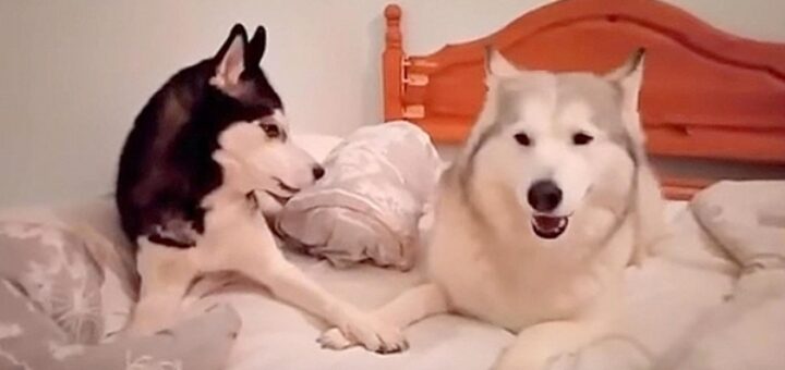 dog husky arguing in bed