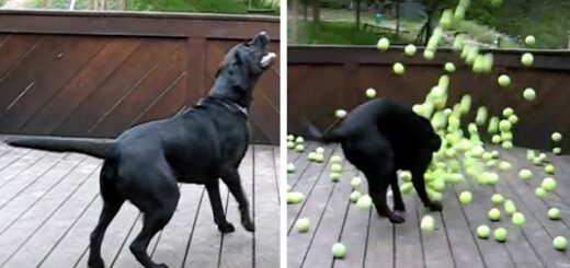 dog surprise tennis ball