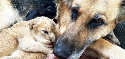 dog lion babies