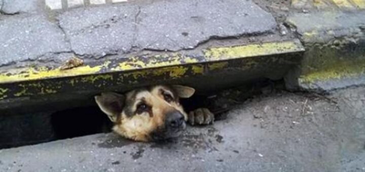 dog sewers