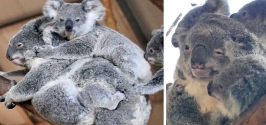 koala mum juggling three babies