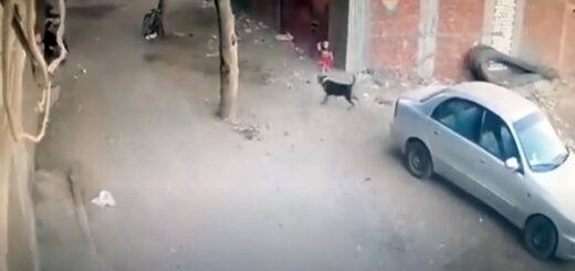 cat helps young boy from dog