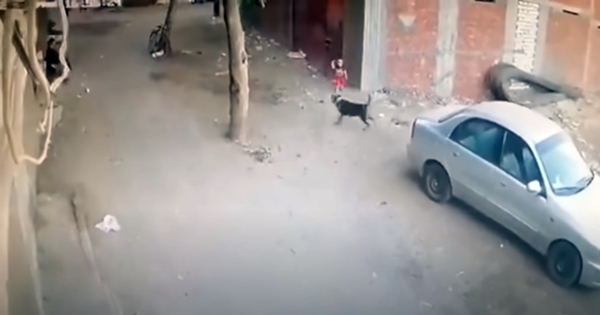 cat helps young boy from dog