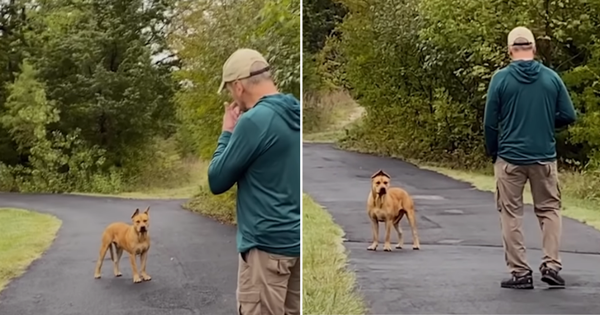 dog afraid rescue