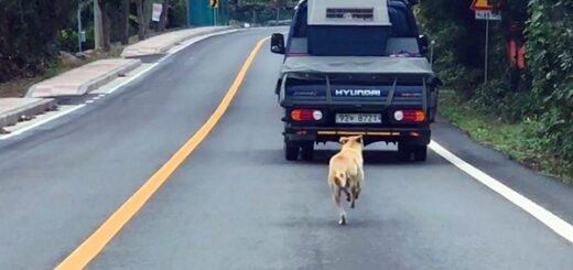 mama dog chases car