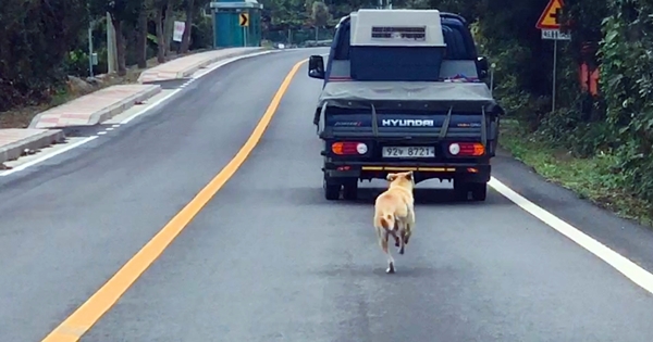 mama dog chases car