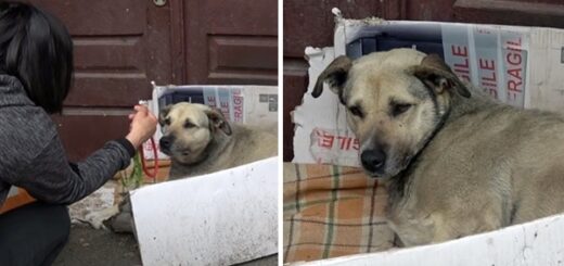 tourist helps stray dog