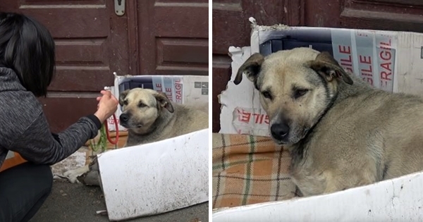 tourist helps stray dog