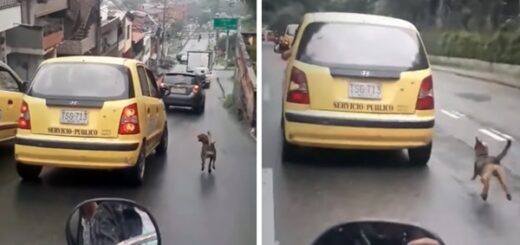 dog chases taxi