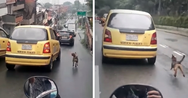 dog chases taxi