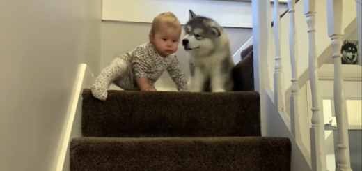 baby puppy husky stairs