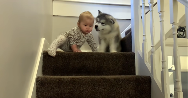 baby puppy husky stairs