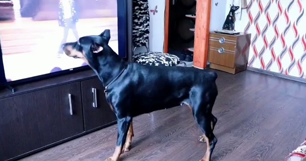 dog dance moonwalk