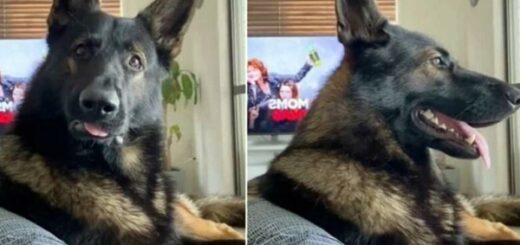 Ex-police dog