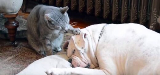 cat tries wake up dog