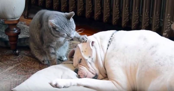 cat tries wake up dog