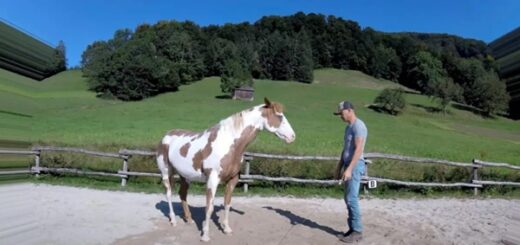 horse dancing