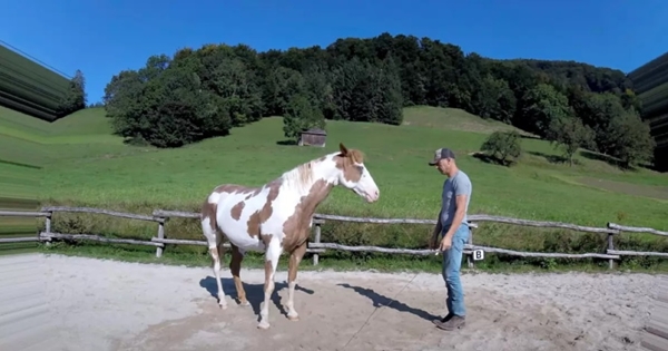 horse dancing