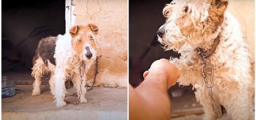 dog chained freedom