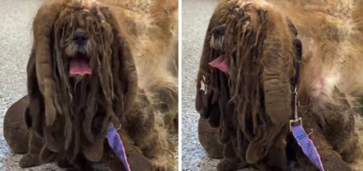 Severely Matted Dog