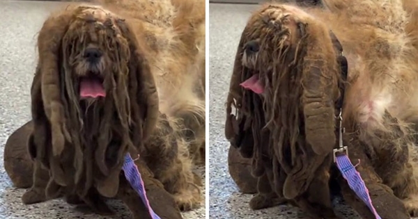 Severely Matted Dog