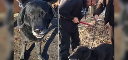 dog freedom after 15 years chained