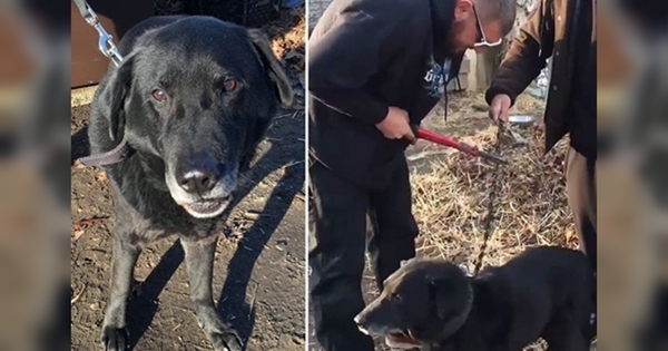 dog freedom after 15 years chained