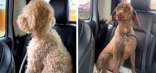 Goldendoodles leave groomers looking like a different dog