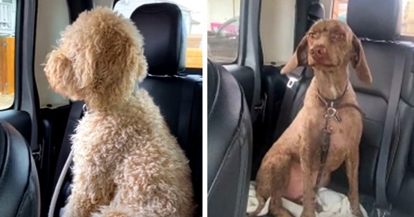 Goldendoodles leave groomers looking like a different dog