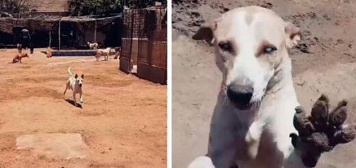 blind dog heard your best friend's voice