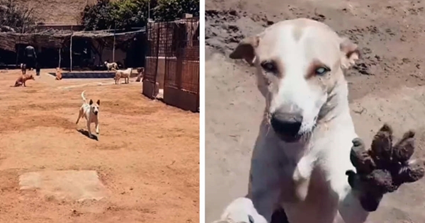 blind dog heard your best friend's voice