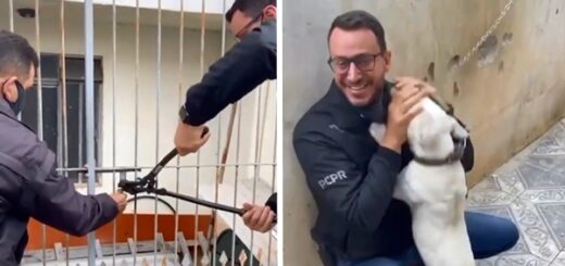 Chained Up Dog Won't Stop Kissing The Man Who Came To Set Him Free