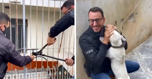 Chained Up Dog Won't Stop Kissing The Man Who Came To Set Him Free