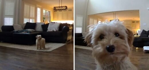 dog alone at home kiss owner camera