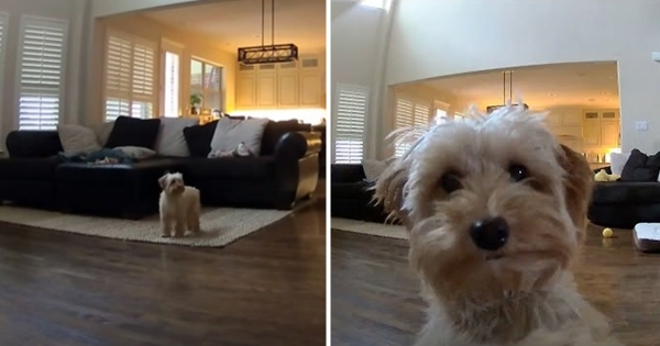 dog alone at home kiss owner camera