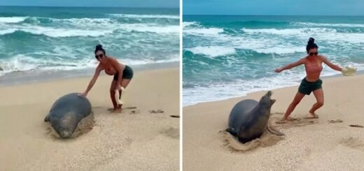 couple touching an endangered monk seal