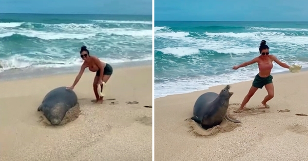 couple touching an endangered monk seal