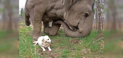 elephant dog's friend