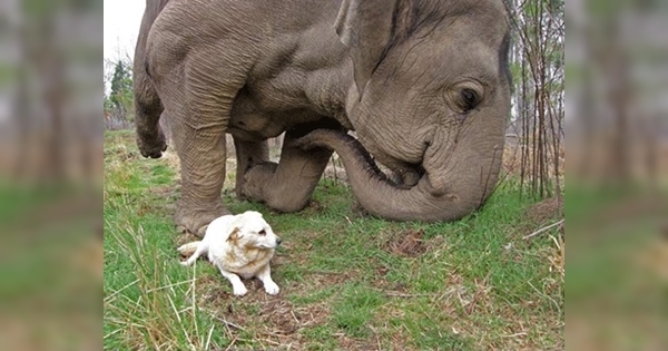 elephant dog's friend