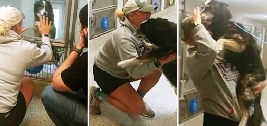 Lost Dog Reunites With Owner After Being Found 240 Miles Away