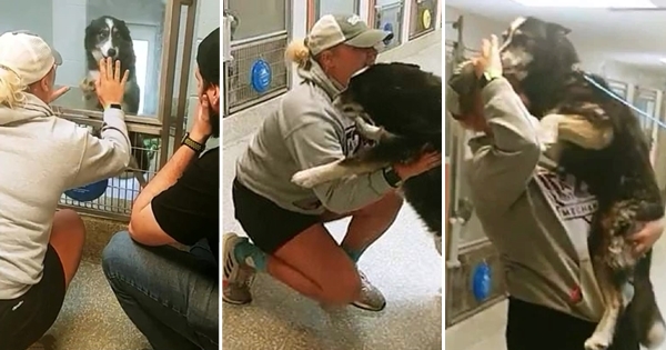 Lost Dog Reunites With Owner After Being Found 240 Miles Away