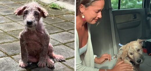 woman rescued abandoned dog